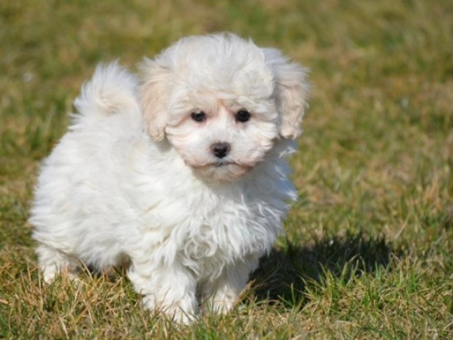 Maltipoo puppy for sale