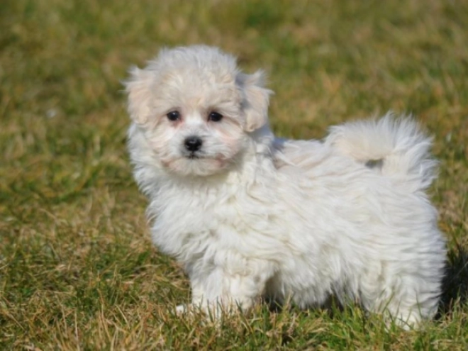 Maltipoo puppy for sale
