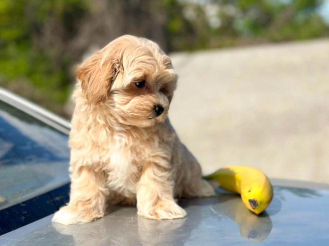 Maltipoo Welpe kaufen