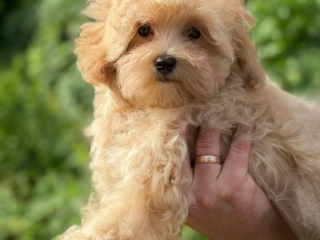 Maltipoo puppy for sale
