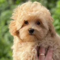 Tamy, apricot Maltipoo en venta