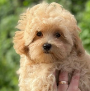 Maltipoo Welpe kaufen