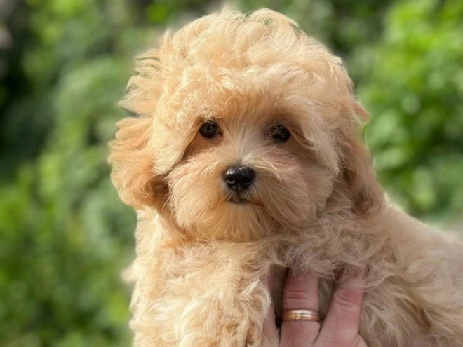 Maltipoo puppy for sale