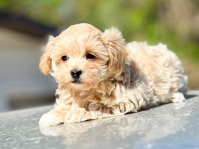 Maltipoo Welpe kaufen