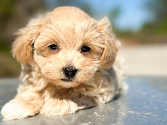 Maltipoo Welpe kaufen