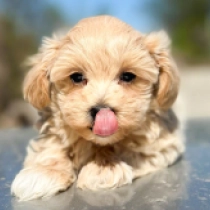Tamy, cream Maltipoo Welpen kaufen