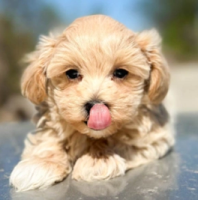 Maltipoo Welpe kaufen