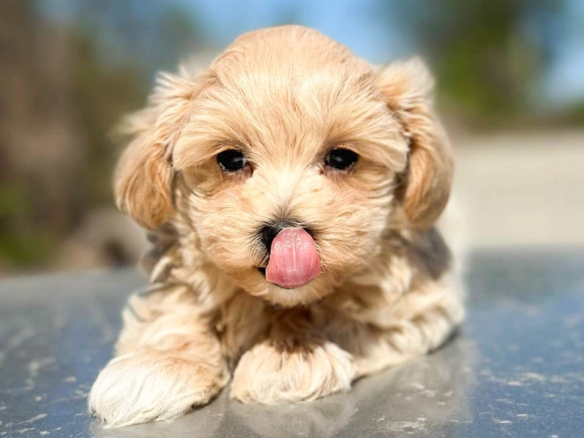 Maltipoo Welpe kaufen