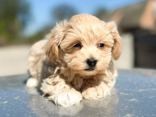 Maltipoo Welpe kaufen