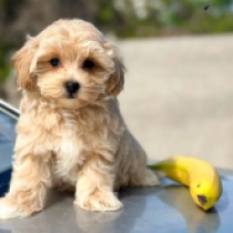 Tamy, apricot Maltipoo Welpen kaufen