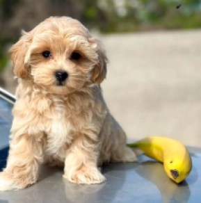 Maltipoo Welpe kaufen