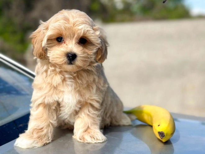 Maltipoo Welpe kaufen