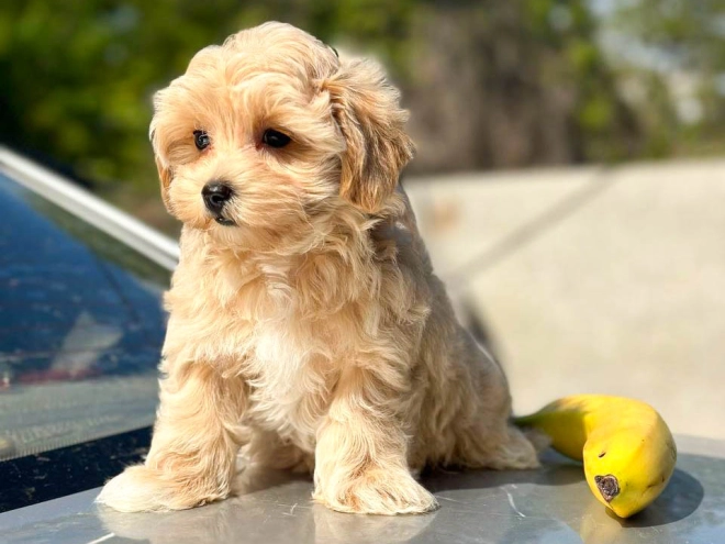 Maltipoo Welpe kaufen