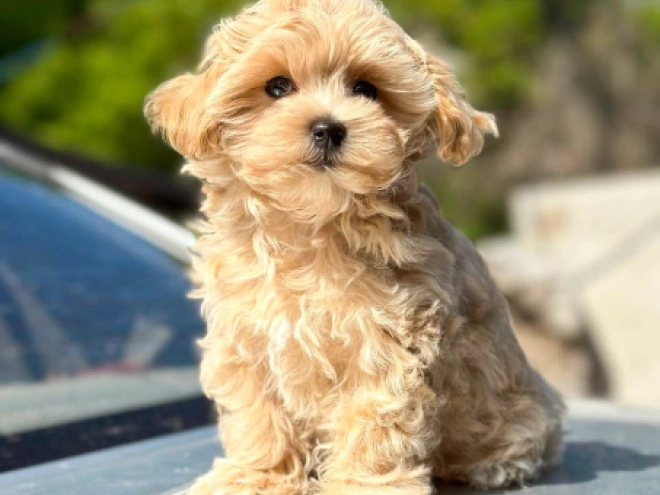 Perros Maltipoo en venta