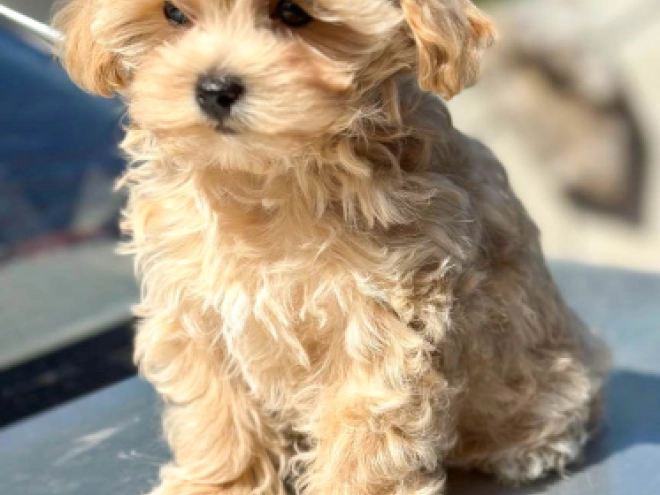 Perros Maltipoo en venta
