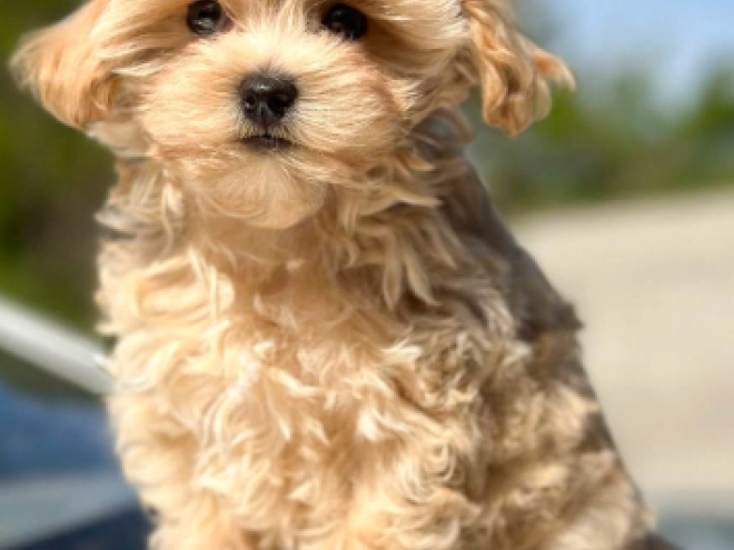 Perros Maltipoo en venta