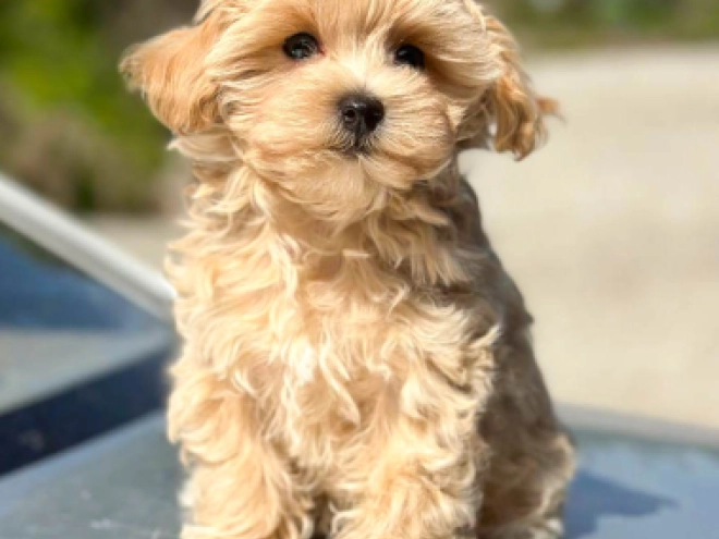 Perros Maltipoo en venta