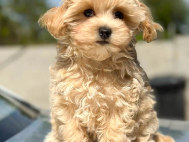 Perros Maltipoo en venta