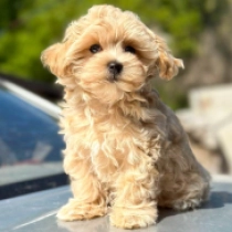 Timy, apricot Maltipoo Welpen kaufen