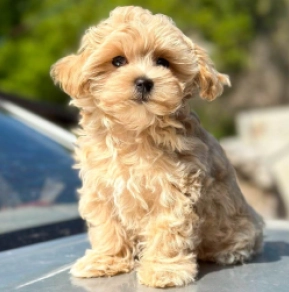 Maltipoo Welpe kaufen