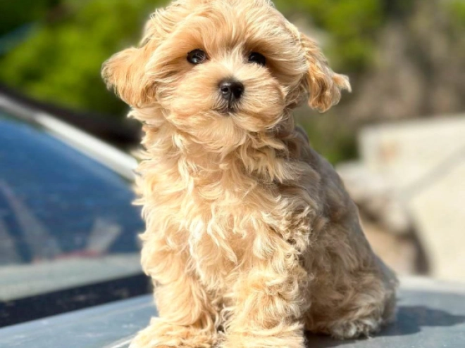 Perros Maltipoo en venta