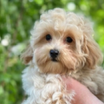 Timy, apricot Maltipoo en venta