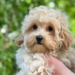 Perros Maltipoo en venta
