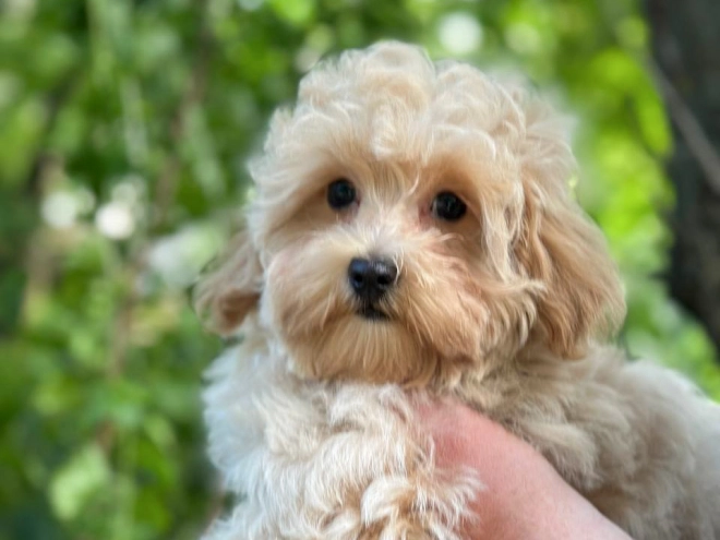 Perros Maltipoo en venta