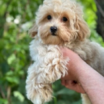 Timy, apricot Maltipoo en venta