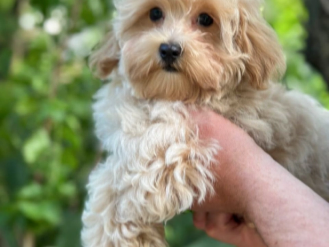 Perros Maltipoo en venta