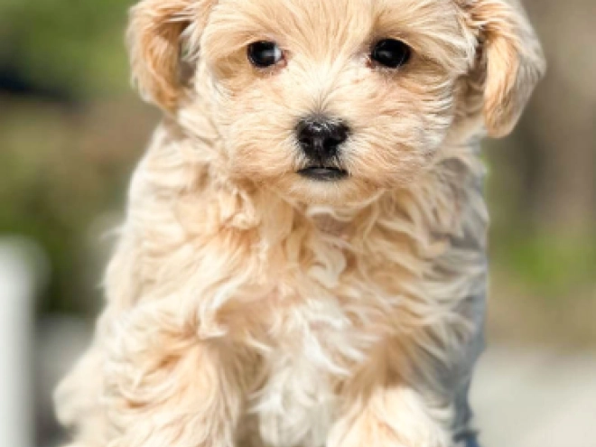 Maltipoo Welpe kaufen