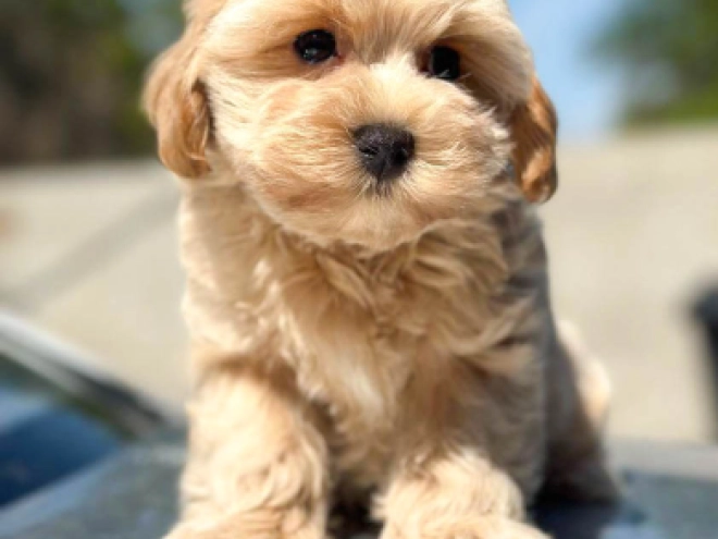 Maltipoo Welpe kaufen