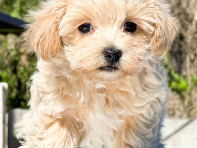 Maltipoo Welpe kaufen
