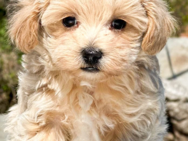 Maltipoo Welpe kaufen