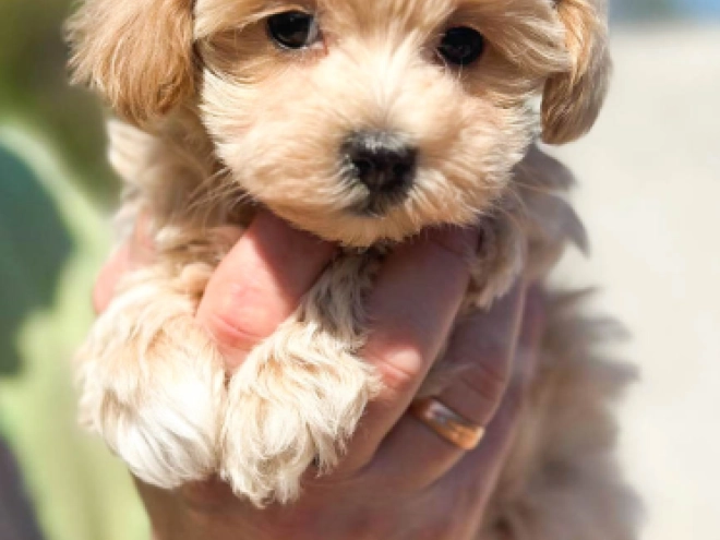 Maltipoo Welpe kaufen