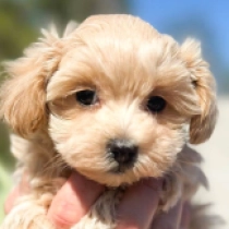 Toby, apricot Maltipoo Welpen kaufen
