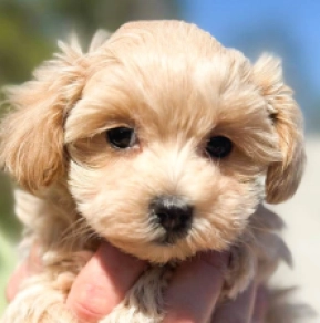 Maltipoo Welpe kaufen