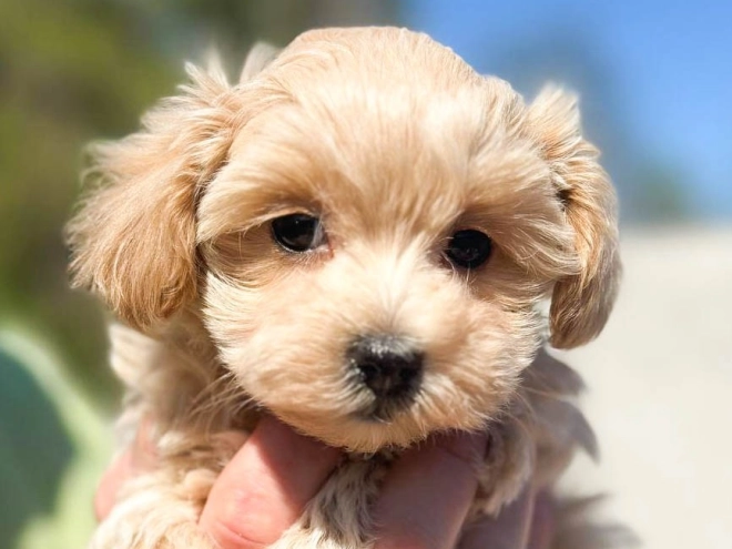 Maltipoo Welpe kaufen