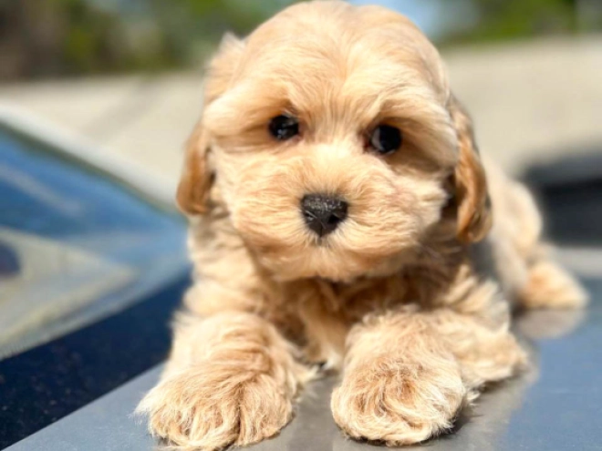 Maltipoo Welpe kaufen