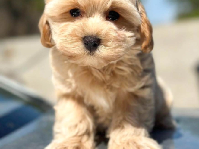 Maltipoo Welpe kaufen