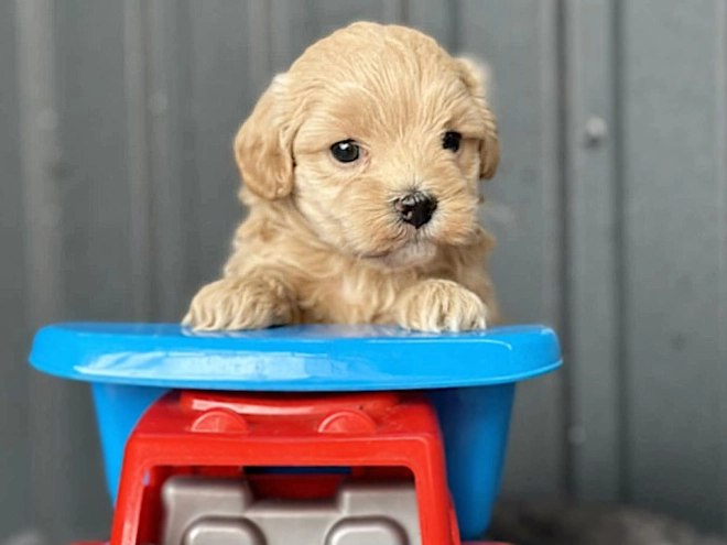 Maltipoo puppy for sale