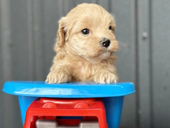 Maltipoo puppy for sale