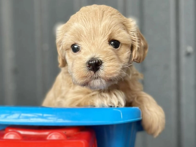Maltipoo puppy for sale
