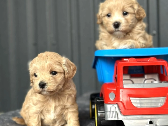 Maltipoo puppy for sale