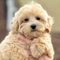 Emy, cream Maltipoo for sale