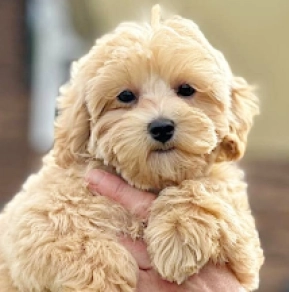 Perros Maltipoo en venta