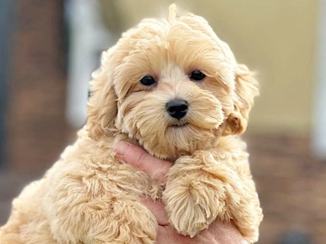 Maltipoo puppy for sale