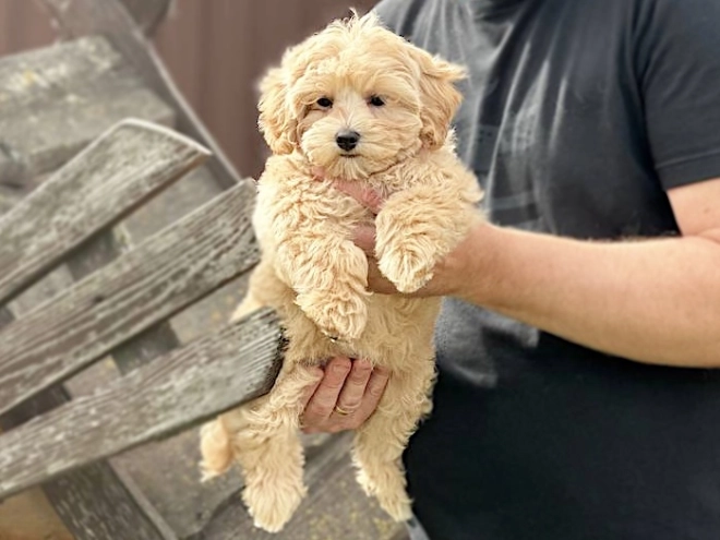 Maltipoo puppy for sale