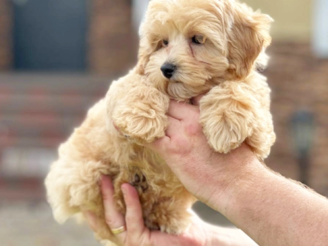 Maltipoo puppy for sale