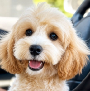 Maltipoo puppy for sale